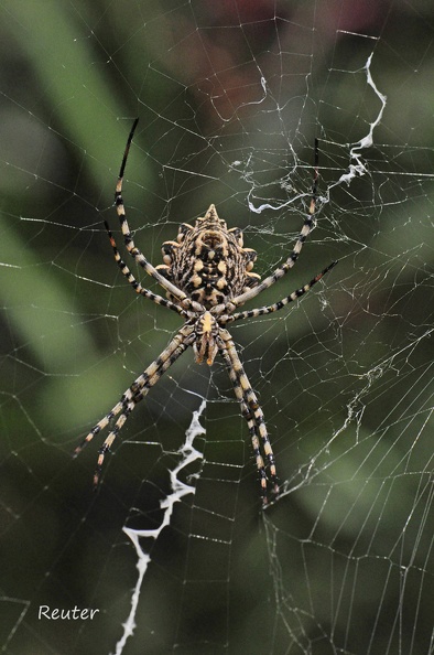 Radnetzspinne (Argiope lobata)